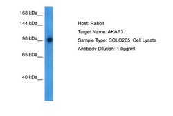 AKAP3 Rabbit anti-Human, Polyclonal, Novus Biologicals 0.1ml; Unconjugated:Antibodies,